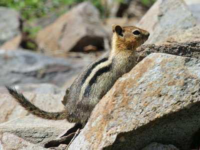 Golden Mantled Ground Squirrel - Spermophilus lateralis