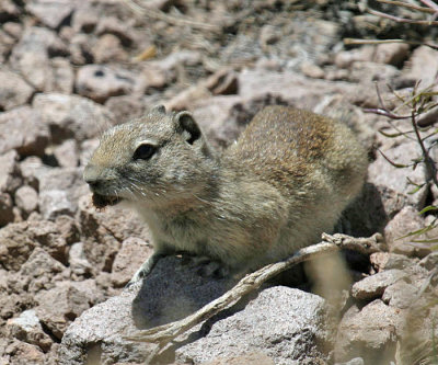 Belding's Ground Squirrel - Spermophilus beldingi