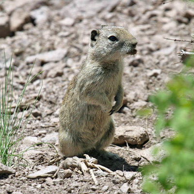 Beldings Ground Squirrel - Spermophilus beldingi