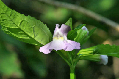Winged Monkey Flower - Mimulus alatus