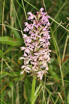 Lesser Purple Fringed Orchid - Platanthera psycodes