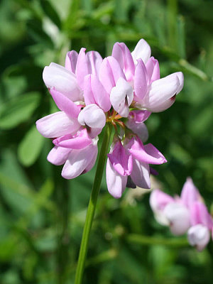  Purple Crownvetch - Securigera varia 