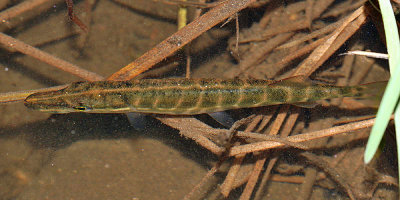 baby Northern Pike - Esox lucius