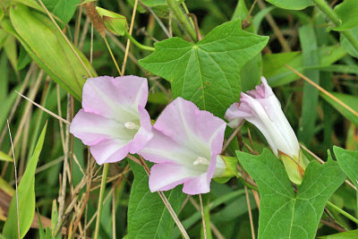 Hedge Bindweed - Calystegia sepium