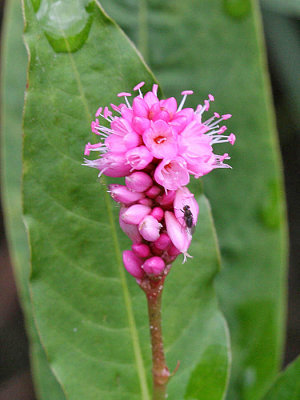 Water Smartweed - Polygonum amphibium