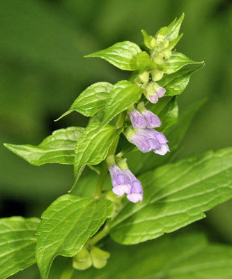 Blue Skull-cap - Scutellaria lateriflora