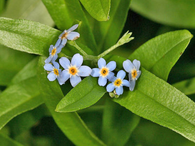 Forget-me-not - Myosotis scorpioides