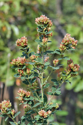 Round-headed Bush Clover - Lespedeza capitata