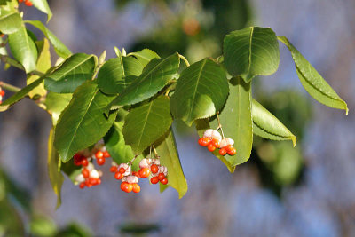  Fortune's Spindle - Euonymus fortunei 