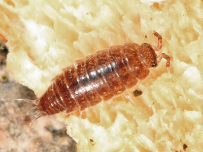 Woodlice - Trichoniscidae