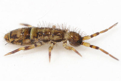 Orchesella cincta