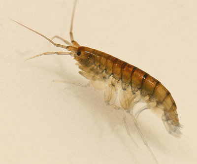 Crangonyctidae