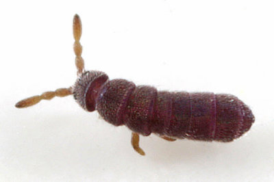 Vertagopus arboreus (immature)