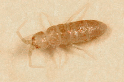 Heteromurus nitidus