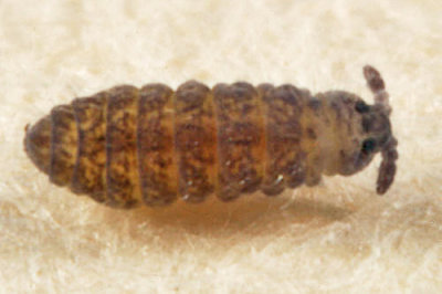Ceratophysella pratorum