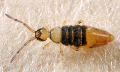 Entomobrya clitellaria