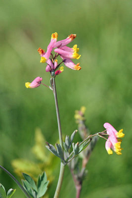 Pink Corydalis - Corydalis sempervirens