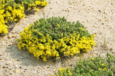 Golden-heather - Hudsonia ericoides