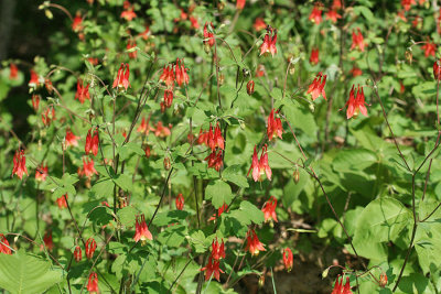 Wild Columbine - Aquilegia canadensis