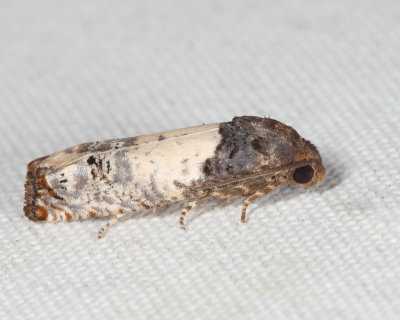 3186 - Goldenrod Gall Moth - Epiblema scudderiana