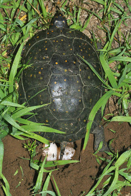 Spotted Turtle (Clemmys guttata) laying eggs at night