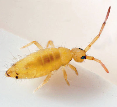 Entomobrya nicoleti