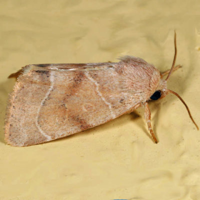 9815 - American Dun-bar Moth - Cosmia calami