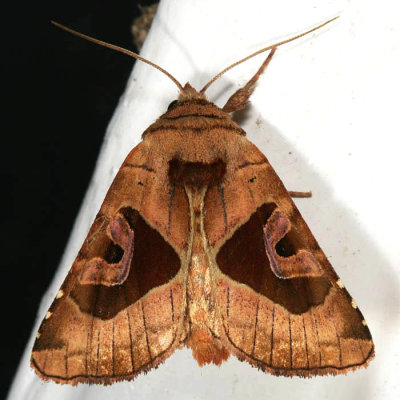 9548 - Sharp Angle Shades - Conservula anodonta