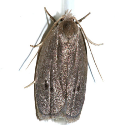 1015 - Antaeotricha osseella