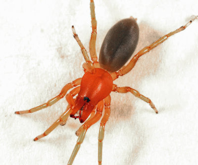 Woodlouse Hunter - Dysdera crocata