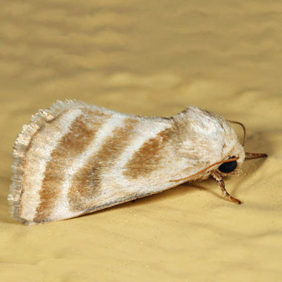 11149 - Three-lined Flower Moth - Schinia trifascia