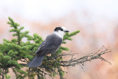 Gray Jay - Perisoreus canadensis