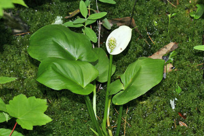 Wild Calla Lily - Calla palustris