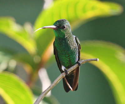 Copper-rumped Hummingbird - Amazilia tobaci