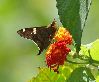 Ectomis octomaculata