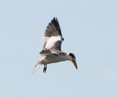 Large-billed Tern - Phaetusa simplex
