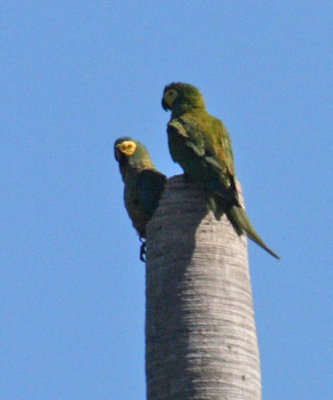 Red-bellied Macaws - Orthopsittaca manilata