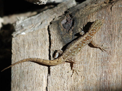 Wiegmann's Striped Gecko - Gonatodes vittatus