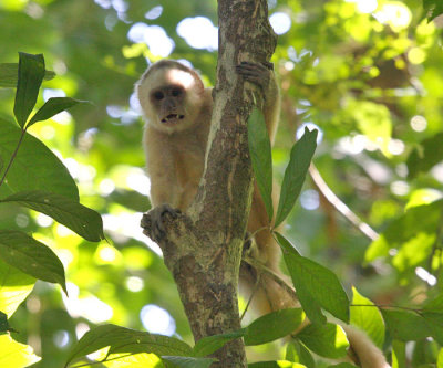 White-fronted Capuchin Monkey - Cebus albifrons