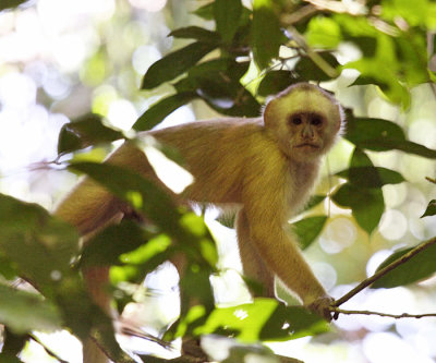 White-fronted Capuchin Monkey - Cebus albifrons