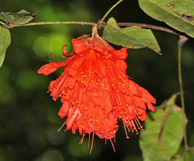 Rose of Venezuela, Scarlet Flame - Brownea grandiceps