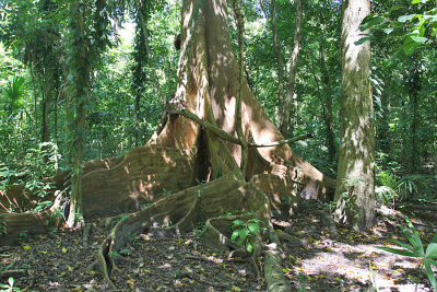 Dragonsblood Tree - Pterocarpus officinalis