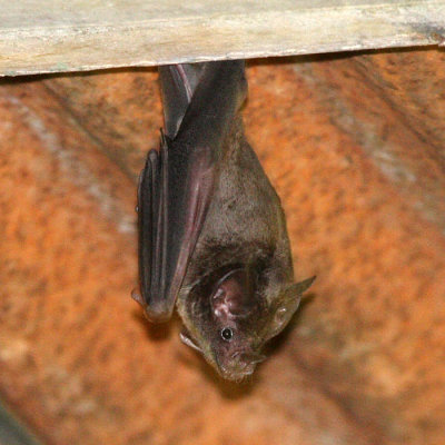 Seba's Short-tailed Fruit Bat - Carollia perspicillata