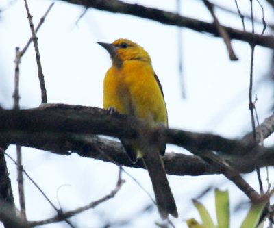 Yellow Oriole - Icterus nigrogularis