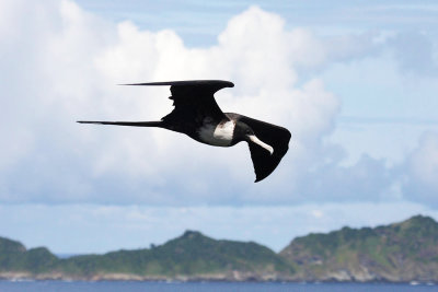 Magnificent Frigatebird - Fregata magnificens