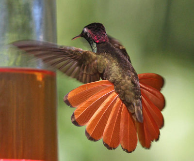 Ruby-Topaz Hummingbird - Chrysolampis mosquitus