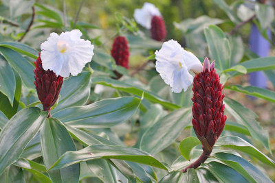 Spiral Ginger - Costus speciosus