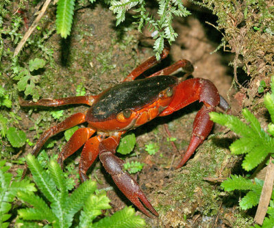 Trinidad Mountain Crab - Rodriguezus garmani