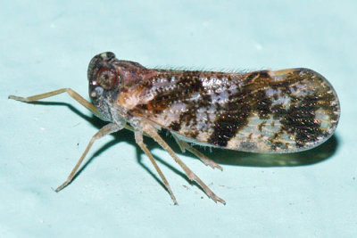 Cixiidae - Pintalia sp.