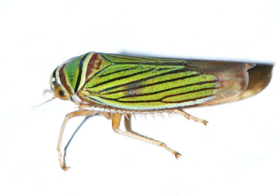 Tylozygus fasciatus